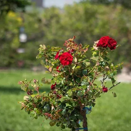 Miletic Apartamento Golubac